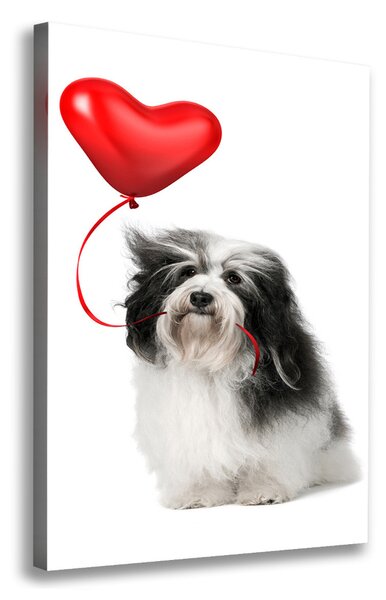 Tablouri tipărite pe pânză balon havanese