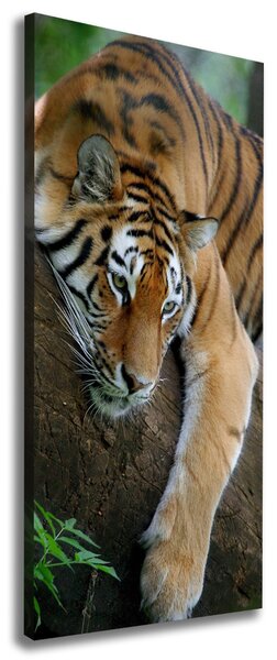 Tablouri tipărite pe pânză Tiger pe un copac