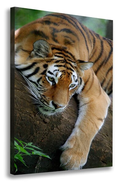 Tablouri tipărite pe pânză Tiger pe un copac