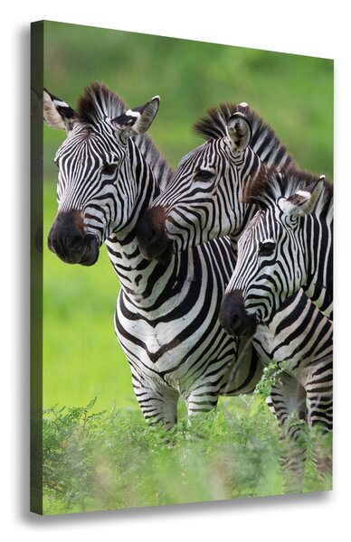 Tablou canvas trei zebre