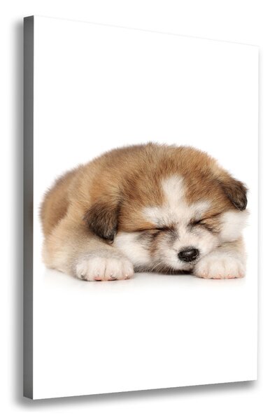 Tablou canvas Akita