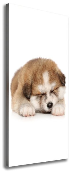 Tablou canvas Akita