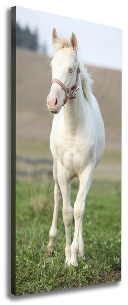 Tablou pe pânză canvas albinos cal