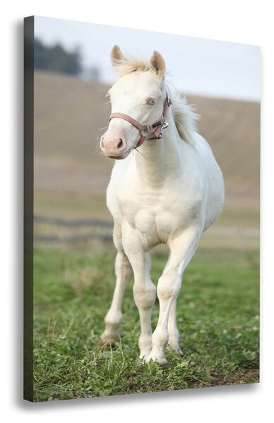 Tablou pe pânză canvas albinos cal