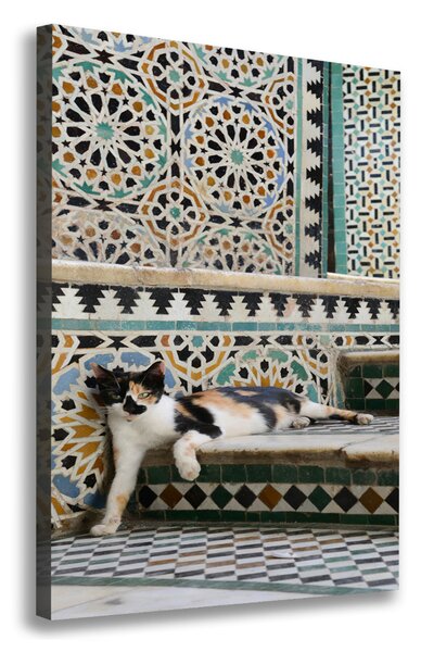 Tablou canvas Cat în Maroc