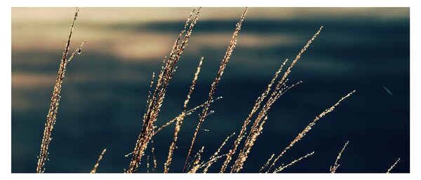 Tablou cu ierburi (120x50 cm)