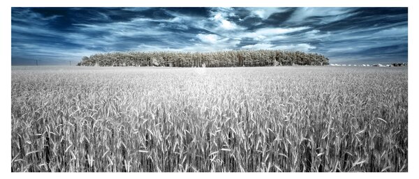 Tablou cu câmp (120x50 cm)