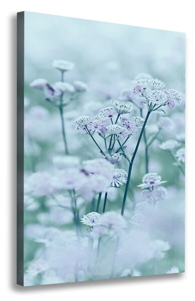 Pictură pe pânză Astrantia