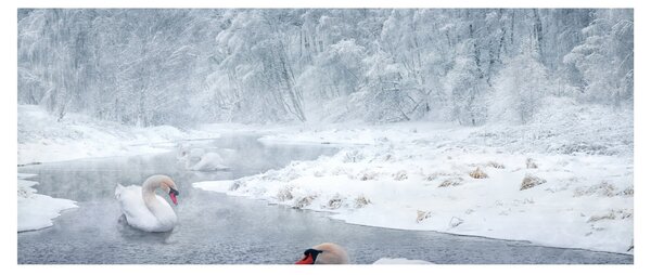 Tablou cu lebăde (120x50 cm)