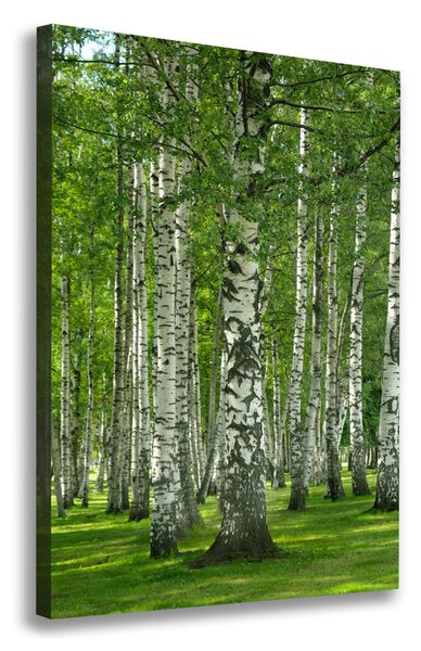 Imprimare tablou canvas pădurea de mesteacăn