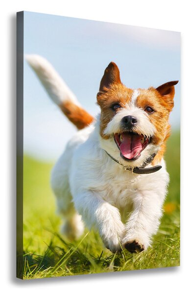 Tablouri tipărite pe pânză câine Jack Russell