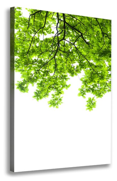 Tablou canvas ramuri superioare ale unui copac