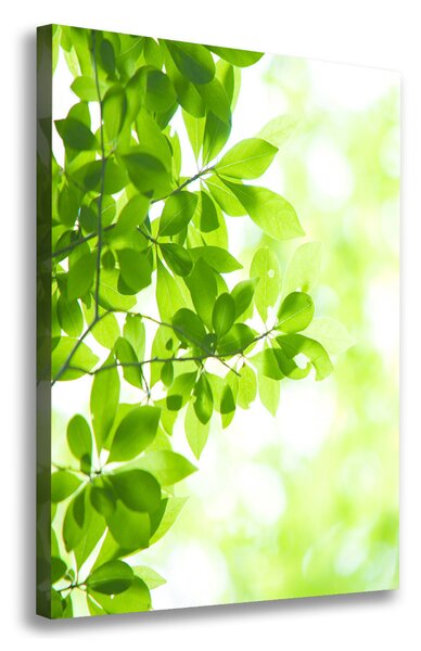 Print pe canvas Frunze verzi