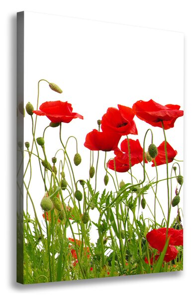 Tablou pe pânză canvas wildflowers maci