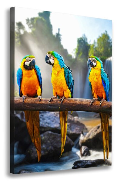 Print pe canvas papagali Macaws