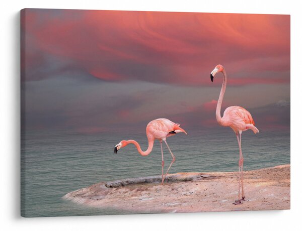 Tablou - Flamingo (70x50 cm)