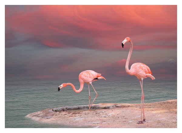 Tablou - Flamingo (70x50 cm)