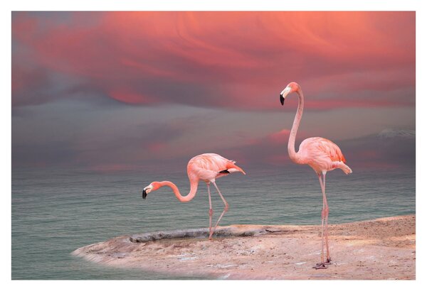 Tablou - Flamingo (90x60 cm)