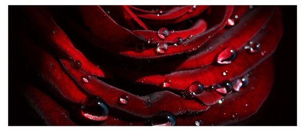 Tablou - Trandafir (120x50 cm)