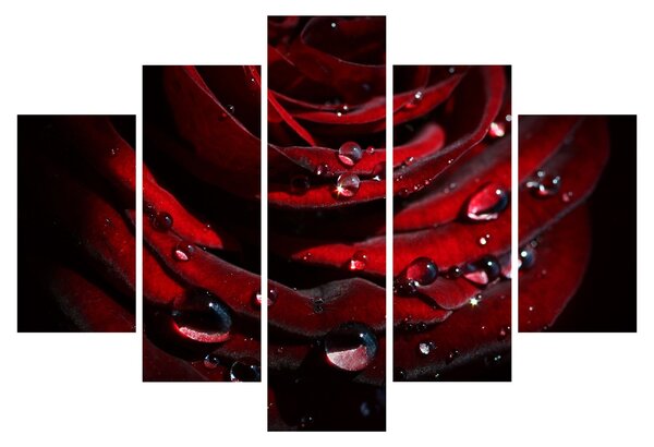 Tablou - Trandafir (150x105 cm)