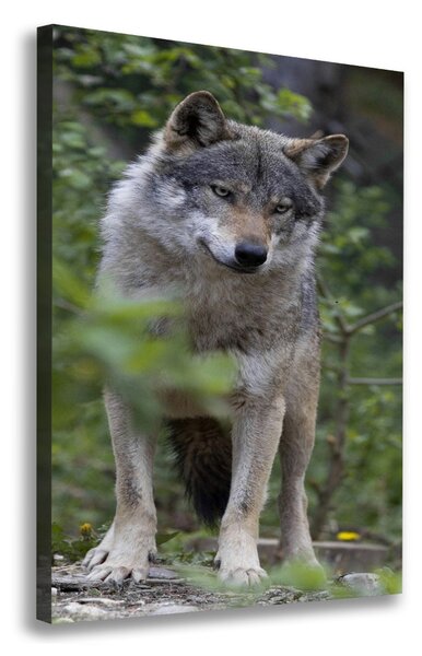 Print pe pânză Wolf în pădure