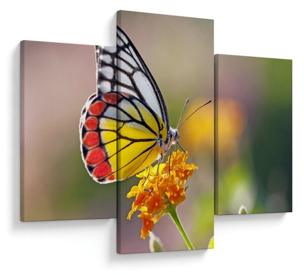 Tablou - Fluture pe floare (90x60 cm)