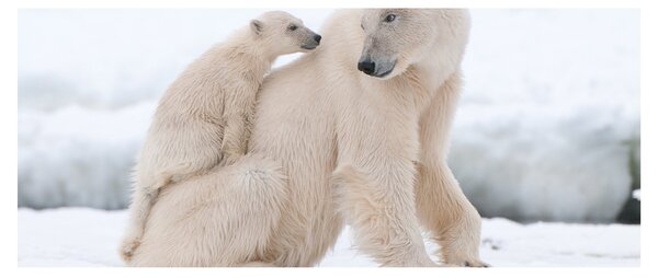 Tablou - Urs polar (120x50 cm)