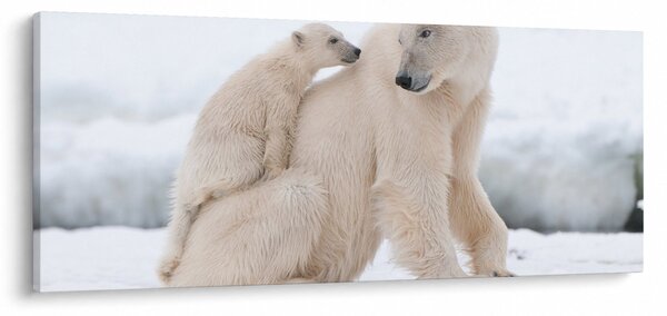 Tablou - Urs polar (120x50 cm)