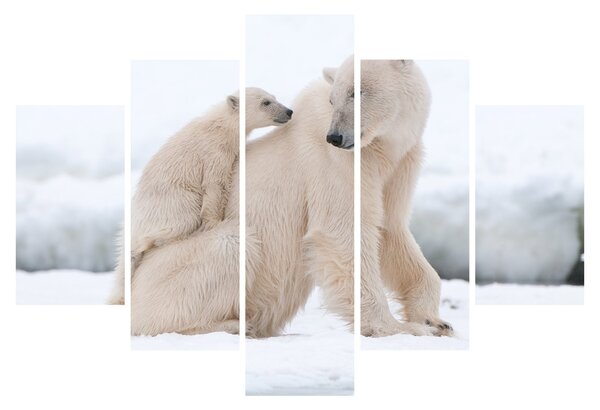 Tablou - Urs polar (150x105 cm)