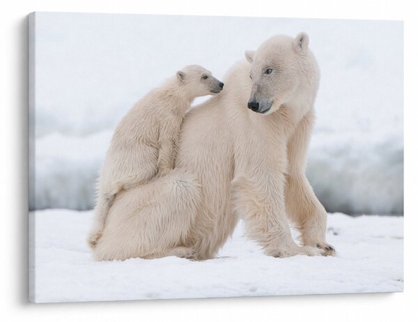 Tablou - Urs polar (70x50 cm)