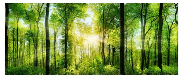 Tablou - Răsărit în pădure (120x50 cm)
