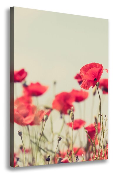 Imprimare tablou canvas wildflowers maci