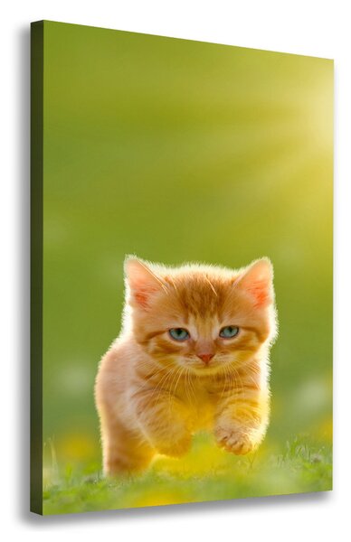 Tablou canvas Red Cat