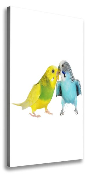 Tablou pe pânză canvas budgies