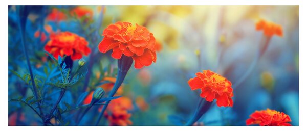 Tablou - Flori portocalii (120x50 cm)