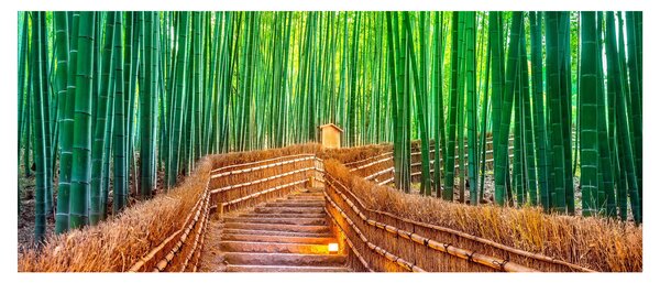 Tablou - Pădure de bambus japoneză (120x50 cm)