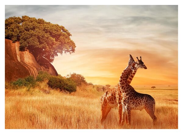 Tablou Girafe în Africa (70x50 cm)