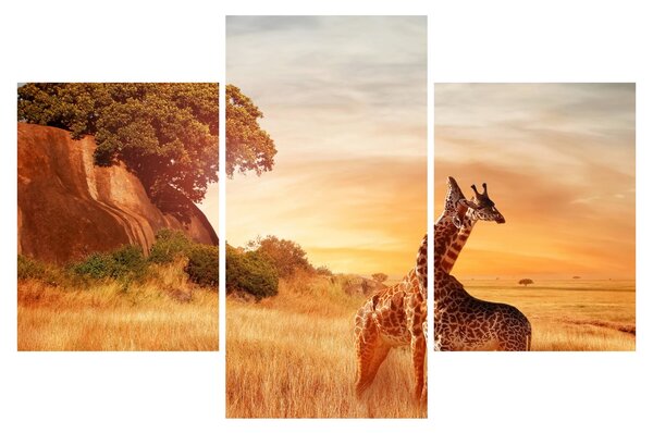 Tablou Girafe în Africa (90x60 cm)