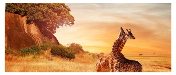 Tablou Girafe în Africa (120x50 cm)