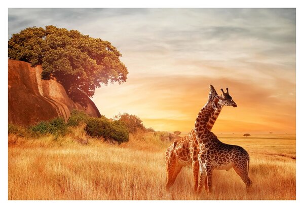 Tablou Girafe în Africa (90x60 cm)