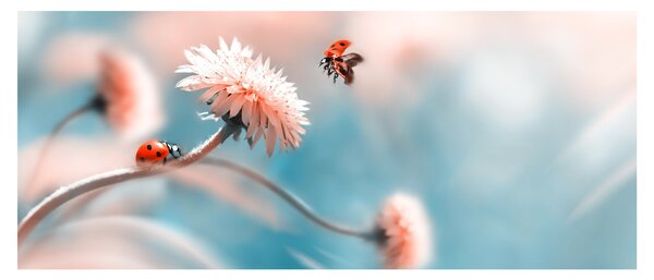 Tablou - Buburuze pe floare (120x50 cm)