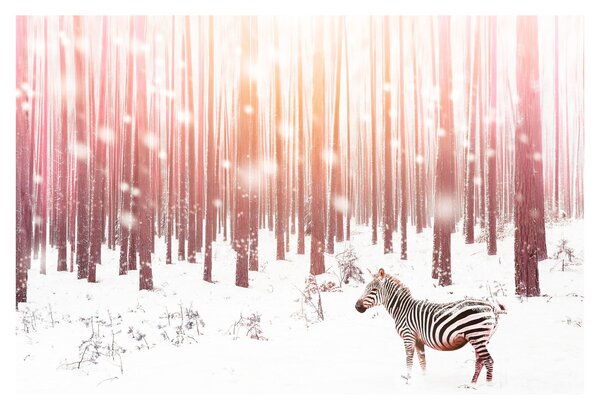 Tablou - Zebra în pădurea înzăpezită (90x60 cm)