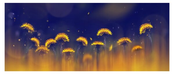Tablou - Păpădii (120x50 cm)