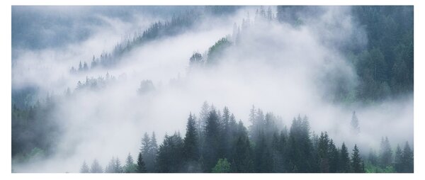Tablou - Copacii în ceață (120x50 cm)