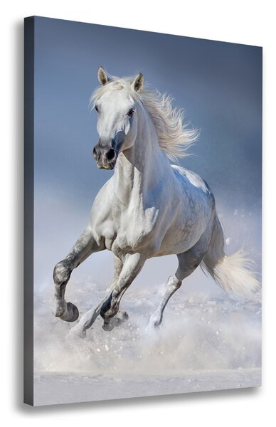 Tablou canvas cal alb în galop