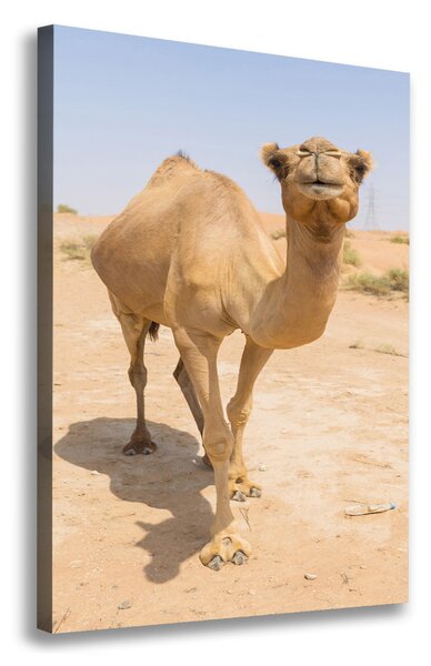 Pictură pe pânză Camel în deșert