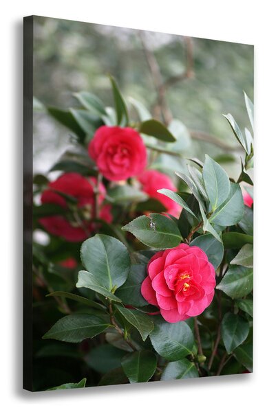 Print pe canvas camelia