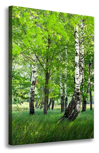 Imprimare tablou canvas pădurea de mesteacăn