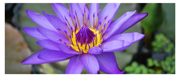Tablou - Floare violet (120x50 cm)