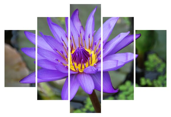 Tablou - Floare violet (150x105 cm)